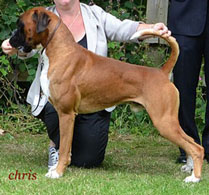 Supersonic hastighed Biprodukt buket BOXER STUD DOGS * Champions