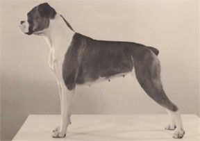 http://www.newlaitheboxers.co.uk/History/First%20Dog%20small.jpg