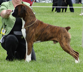CHAMPION Newlaithe On Target JW ShCM x