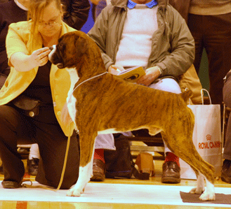 CHAMPION Newlaithe On Target JW ShCM x