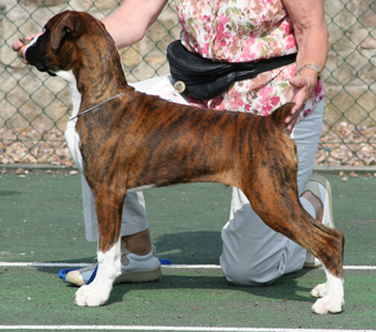 Newlaithe On Target at 5 Months Old x