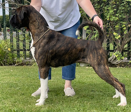Boxer stud deals