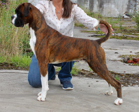 Boxer stud deals