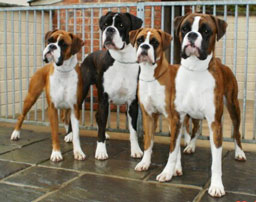 Boxer Kennels