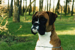 Louie Lila Dam of Merit