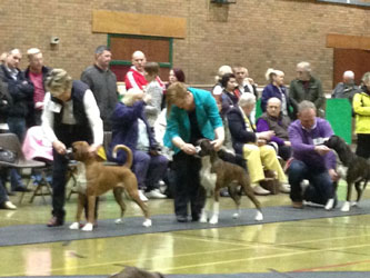 Mancunian CH Show 2013 - Puppy Class 1