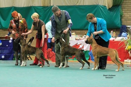 (Centre) Reserve Best in Show Very Attracted to Newlaithe and (Left) Best Puppy in Show - Newlaithe Dooglebug