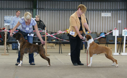 CH Daisie May in the ring where she loves to show herself off!