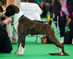 Crufts 2012