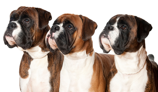 english boxer dog pictures