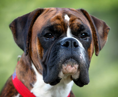 BOXER STUD DOGS * Show Team